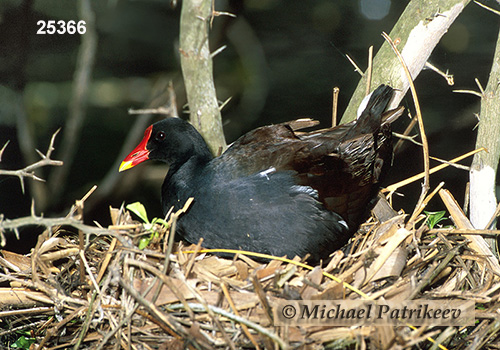 Common Gallinule (Gallinula galeata)